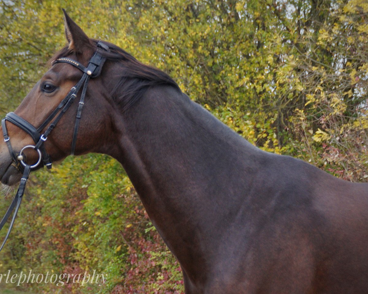 stallion Fürst Frodo 5 (German Sport Horse, 2011, from Fürst Fugger)