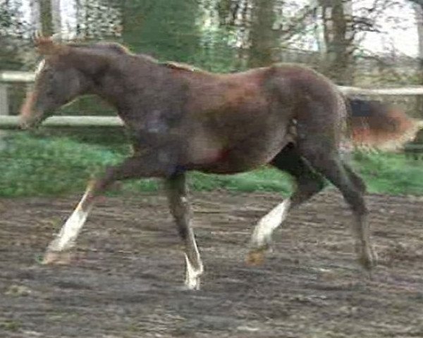 broodmare Barranquilla (Hanoverian, 2017, from Belissimo NRW)