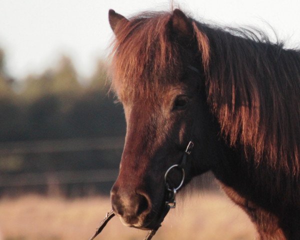 horse Asna (Iceland Horse, 2000)