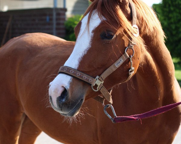 horse SK Naveed ox (Arabian thoroughbred, 2016, from Nizar V.S. ox)