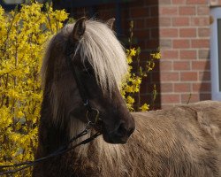 horse Slikja (Iceland Horse, 2009, from Garri vom Lækurhof)