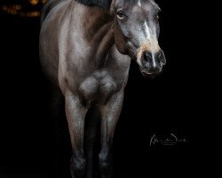 Pferd Mein Romeo (Deutsches Reitpony, 2013, von Centauro's Midas)