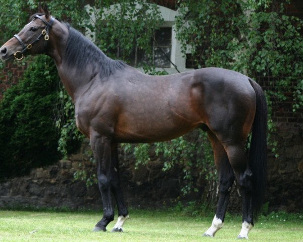 stallion Magnus xx (Thoroughbred, 1997, from Jape xx)