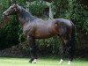 stallion Magnus xx (Thoroughbred, 1997, from Jape xx)