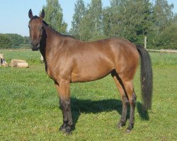 broodmare Moe (Thoroughbred, 2005, from Magnus xx)