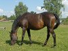 broodmare Marquise xx (Thoroughbred, 1995, from Angel Falls xx)