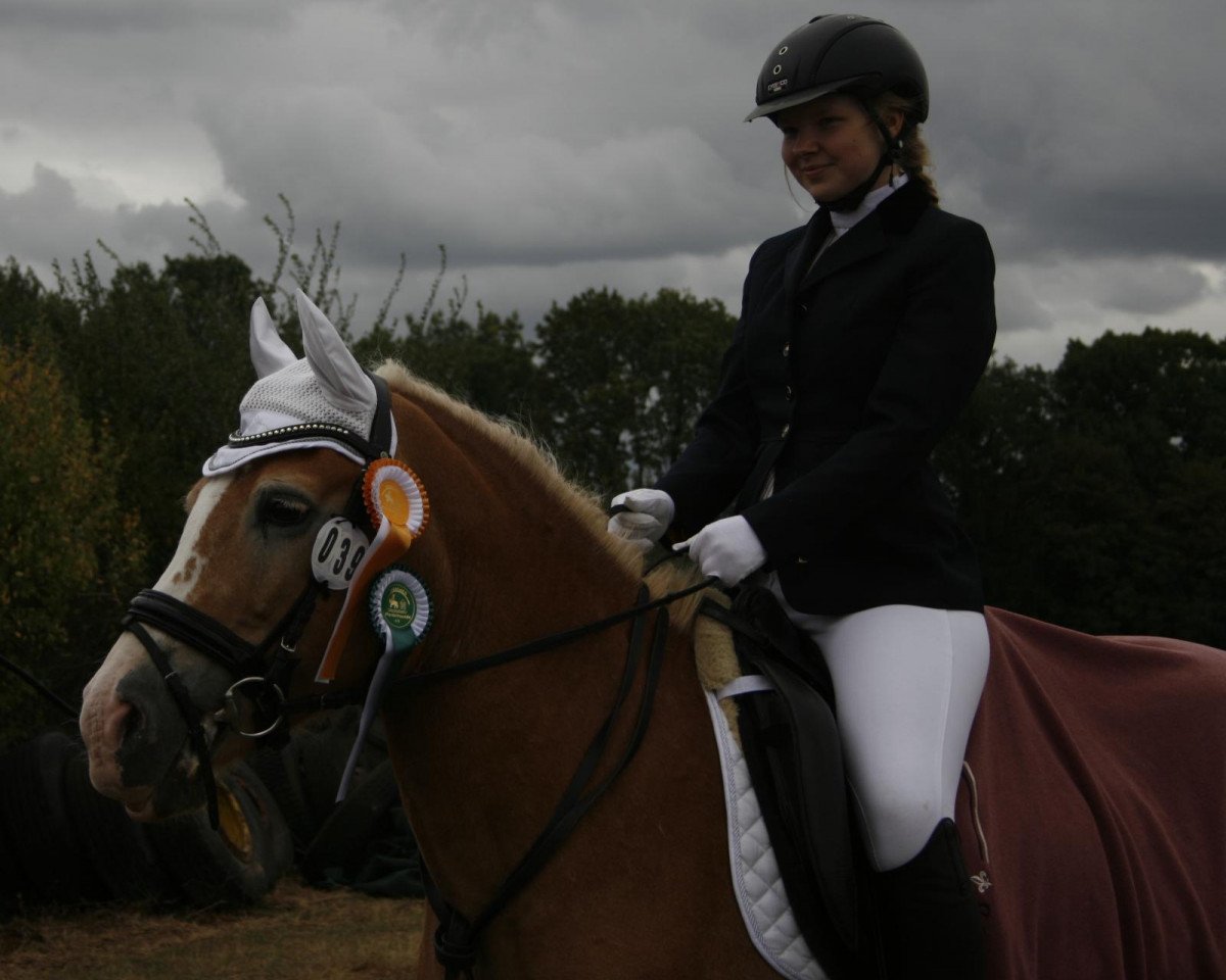 Zuchtstute Queen Peppermint (Haflinger, 2004, von Maestro)