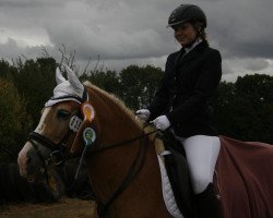 dressage horse Queen Peppermint (Haflinger, 2004, from Maestro)