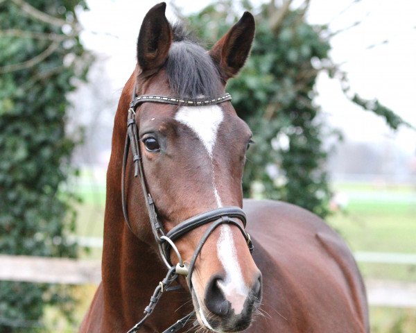 broodmare Fabienne D III (Westphalian, 2016, from Farbenspiel)