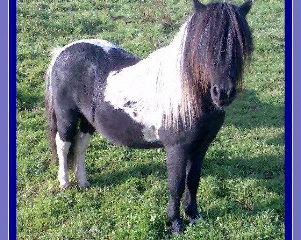 stallion Vasko vom Ellernbrook (Shetland Pony, 2001, from Vintaro)