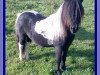 stallion Vasko vom Ellernbrook (Shetland Pony, 2001, from Vintaro)