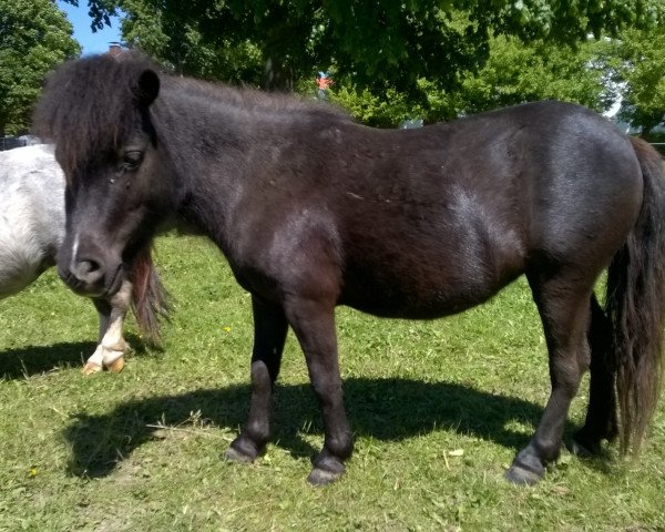 broodmare Hera vom Mühlenbachtal (Shetland pony (under 87 cm), 2012, from Odin mon petit de la ferme)