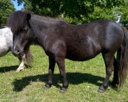 Zuchtstute Hera vom Mühlenbachtal (Shetland Pony (unter 87 cm), 2012, von Odin mon petit de la ferme)