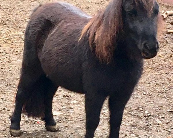 Zuchtstute Dorosalas Hermine (Shetland Pony (unter 87 cm), 2016, von Crazy Colours Montero)