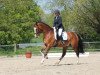 dressage horse Legolas 191 (Westphalian, 2011, from Lissaro)