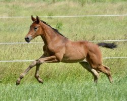 dressage horse Memento KF (German Sport Horse, 2020, from Masterpiece)