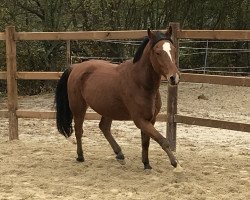 jumper Norilas (German Riding Pony, 2011, from Nobody)