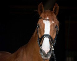 dressage horse Larin (Westphalian, 2014, from Laureus NRW)