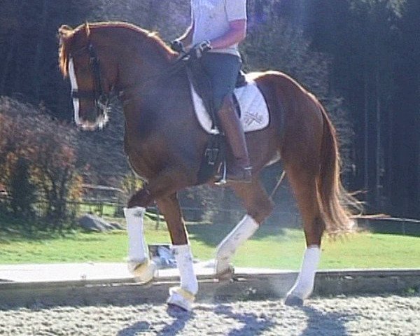 dressage horse Especially for you 2 (Hanoverian, 2009, from Earl)