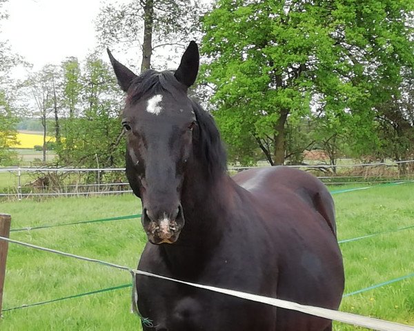 horse El Lute (Sachs-door. Heavy Warmbl.,  , from Elbling)