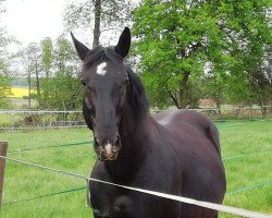 Pferd El Lute (Sächs.-Thür. Schweres Warmbl.,  , von Elbling)