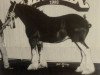 Zuchtstute Irish Queen 13053 (Clydesdale, 1985, von Doura Sensation)