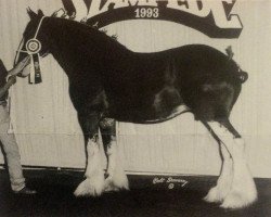 Zuchtstute Irish Queen 13053 (Clydesdale, 1985, von Doura Sensation)