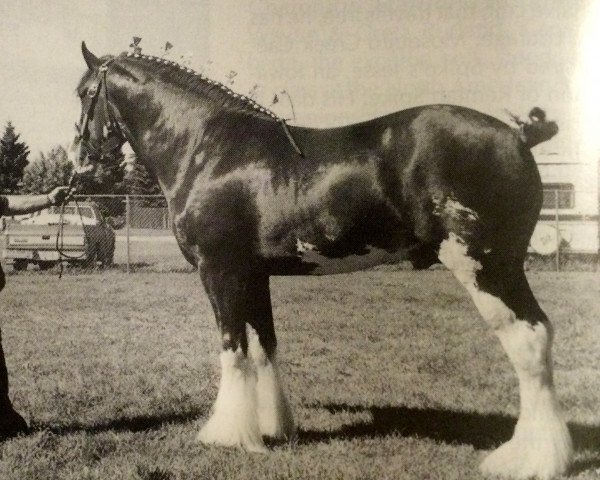 stallion Green Leaf Legend of Cloverbar (Clydesdale, 1992, from Greendykes Pioneer)