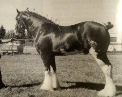 Deckhengst Green Leaf Legend of Cloverbar (Clydesdale, 1992, von Greendykes Pioneer)