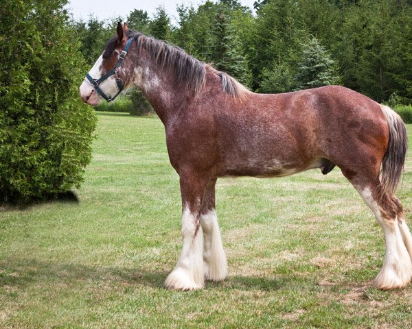 stallion Accolade Sherman's Hot Shot (Clydesdale, 2007, from Greendykes Sherman)