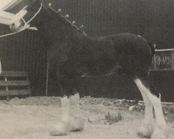 stallion Aberdeen Bonny Lad (Clydesdale, 1986, from Royal Scot 25041)