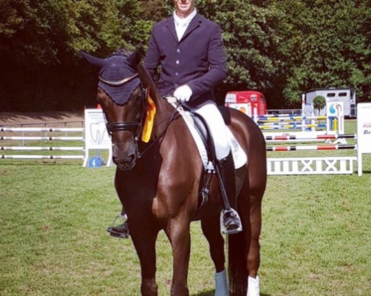 dressage horse Dogmatik (Oldenburg, 2007, from Dimaggio)