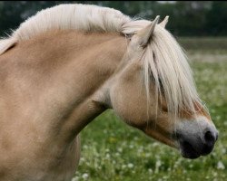 broodmare Lysne (Fjord Horse, 2015, from Gio)