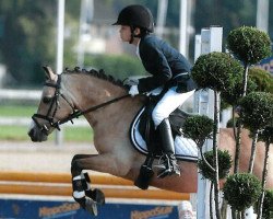 dressage horse jolly jumper (Welsh Mountain Pony (Sek.A), 2003)