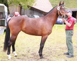 jumper Fleur XX CH (Freiberger, 2012, from Nepal II CH)