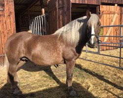 broodmare Lädy (Black Forest Horse, 2005, from Montan)