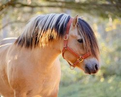 horse Mosi (Fjord Horse, 2016, from Gio)