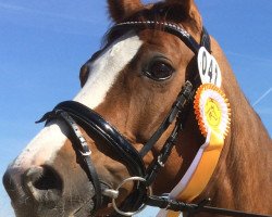 dressage horse Royal Raffinesse (Westphalian, 2010, from Royal Blend)