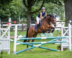 jumper Wispel (KWPN (Royal Dutch Sporthorse), 2003, from Numero Uno)