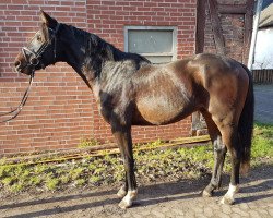 dressage horse Borsalito (Oldenburg, 2018, from Borsalino)