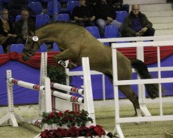 Pferd Cassius G (Deutsches Reitpony,  )