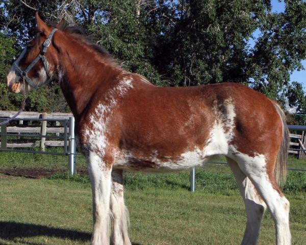 Zuchtstute Willow Way Prim (Clydesdale, 2015, von Willow Way Kelso)