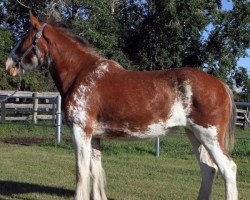 broodmare Willow Way Prim (Clydesdale, 2015, from Willow Way Kelso)