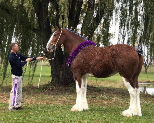 broodmare Willow Way Puzzle (Clydesdale, 2015, from Willow Way Horton)