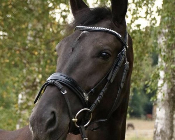 dressage horse Betzis Best (Hanoverian, 2014, from Belantis)