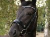 dressage horse Betzis Best (Hanoverian, 2014, from Belantis)