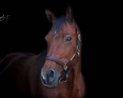 dressage horse Caro Caprice (Oldenburg, 2004, from Con Capitol)