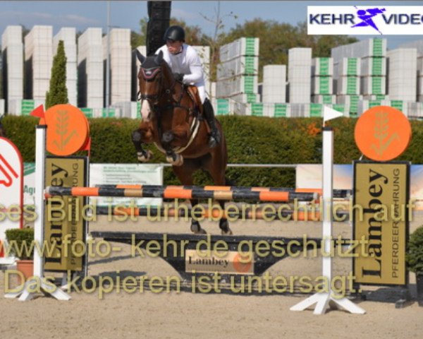 jumper Frieda-Loo (KWPN (Royal Dutch Sporthorse), 2011, from Advance)