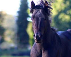 jumper Echolot (German Riding Pony, 2015, from El Sharin)