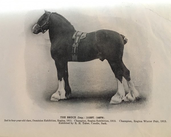 Deckhengst The Bruce (Clydesdale, 1907, von Revelanta)